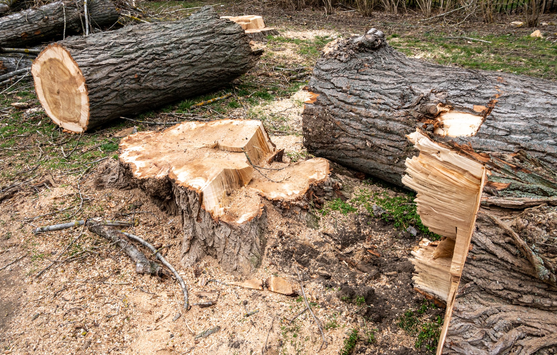 Tree felling after storm damage