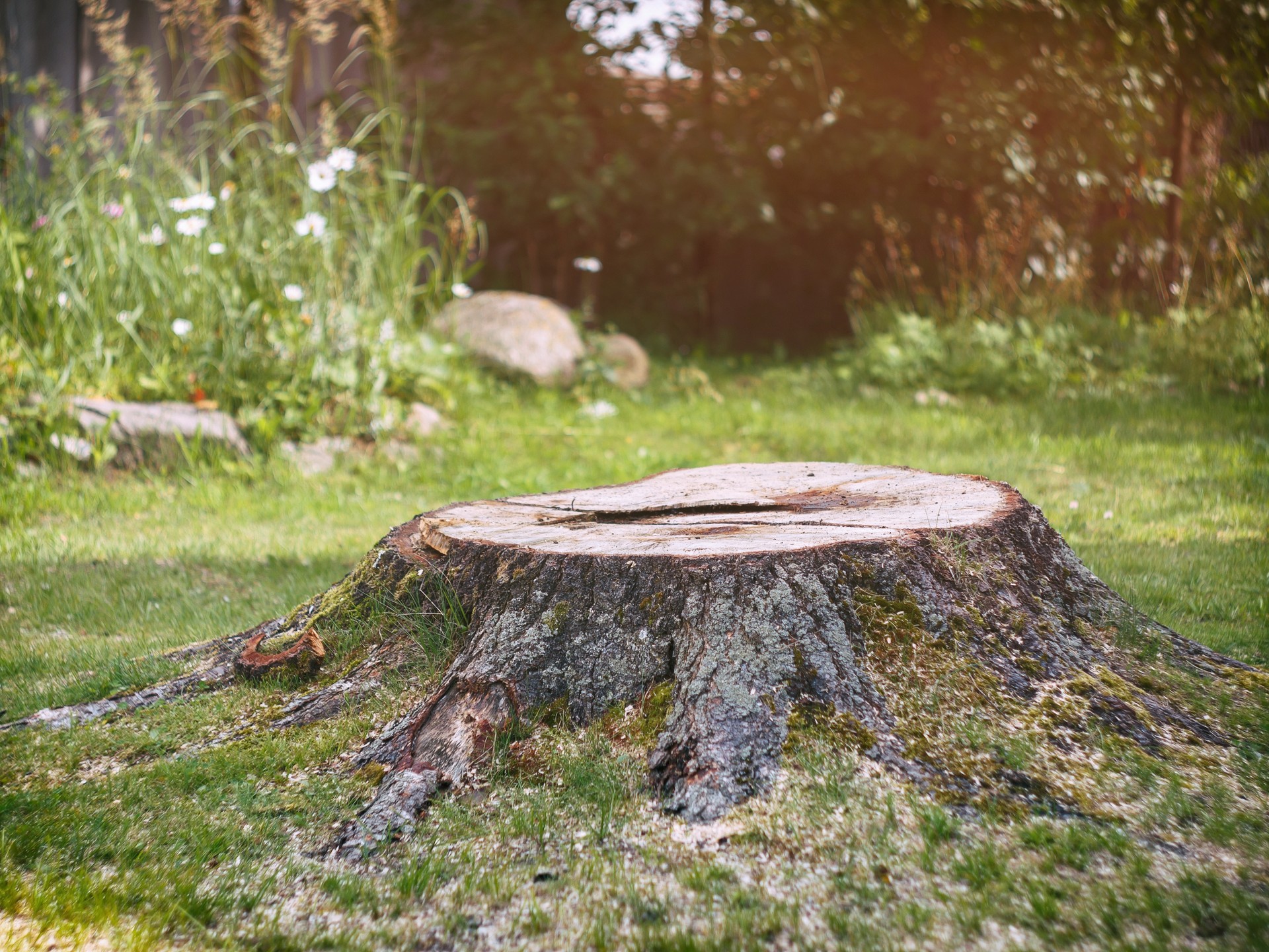 stump grinding is needed for this tree stump