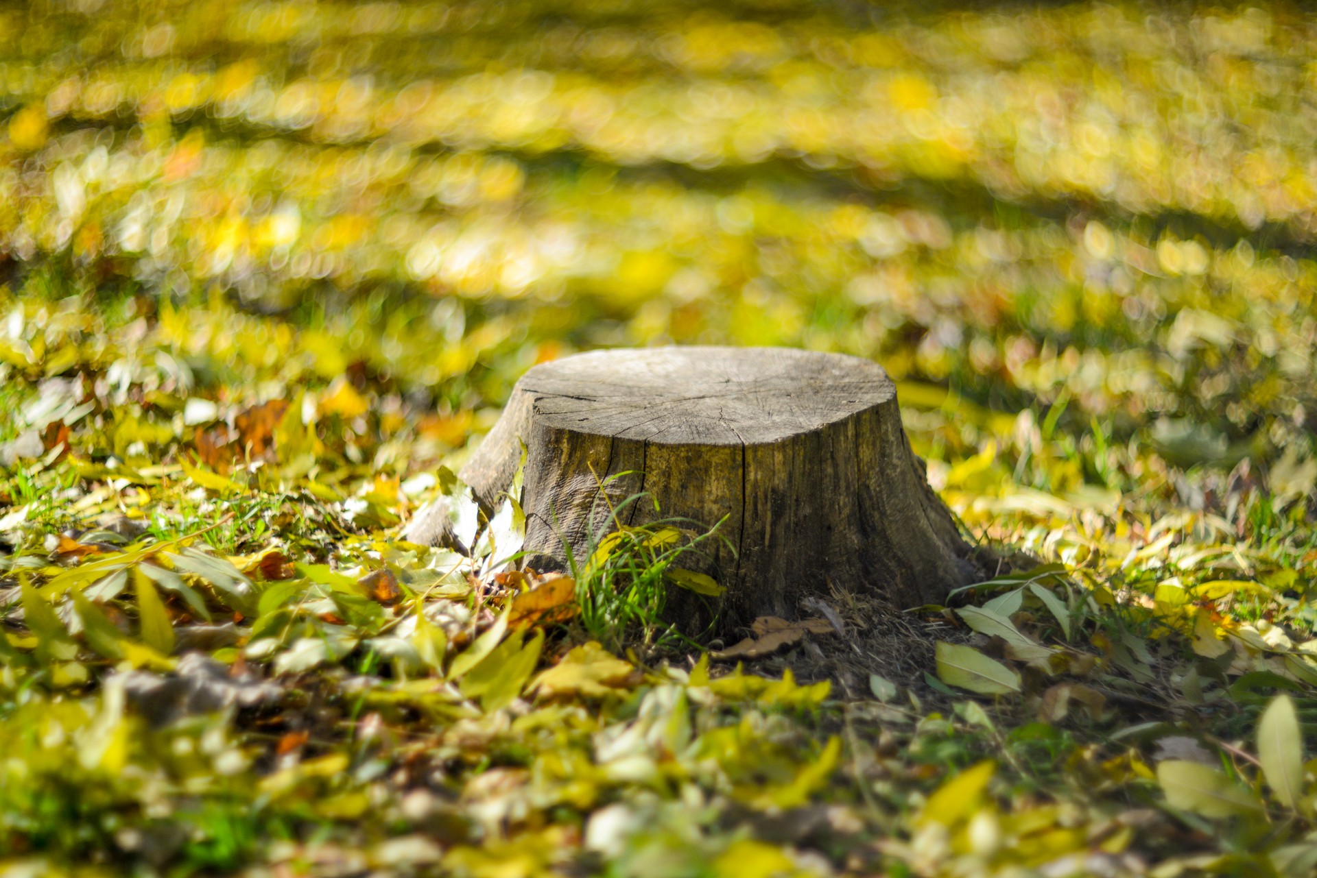 small stump in need of stump grinding