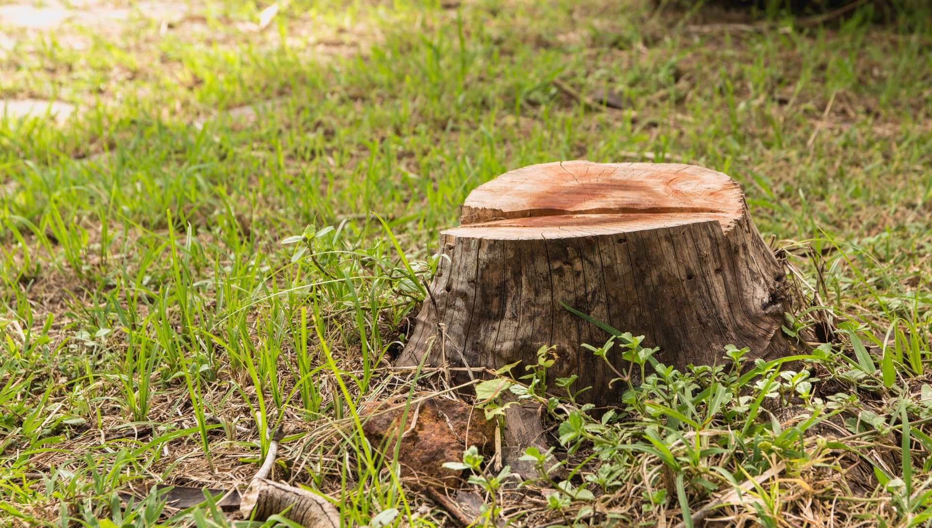 Stump on green grass requiring stump removal