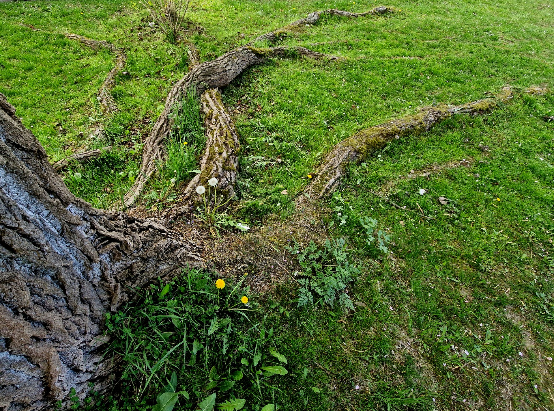 surface roots taking over the yard that need to be stump grinding