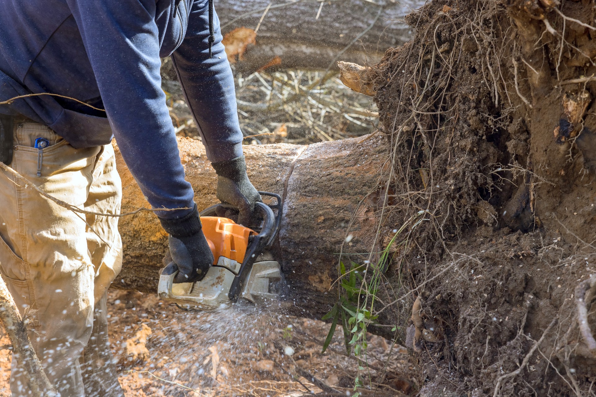 After hurricane, a municipal worker is engaged in cutting down fallen trees in park.